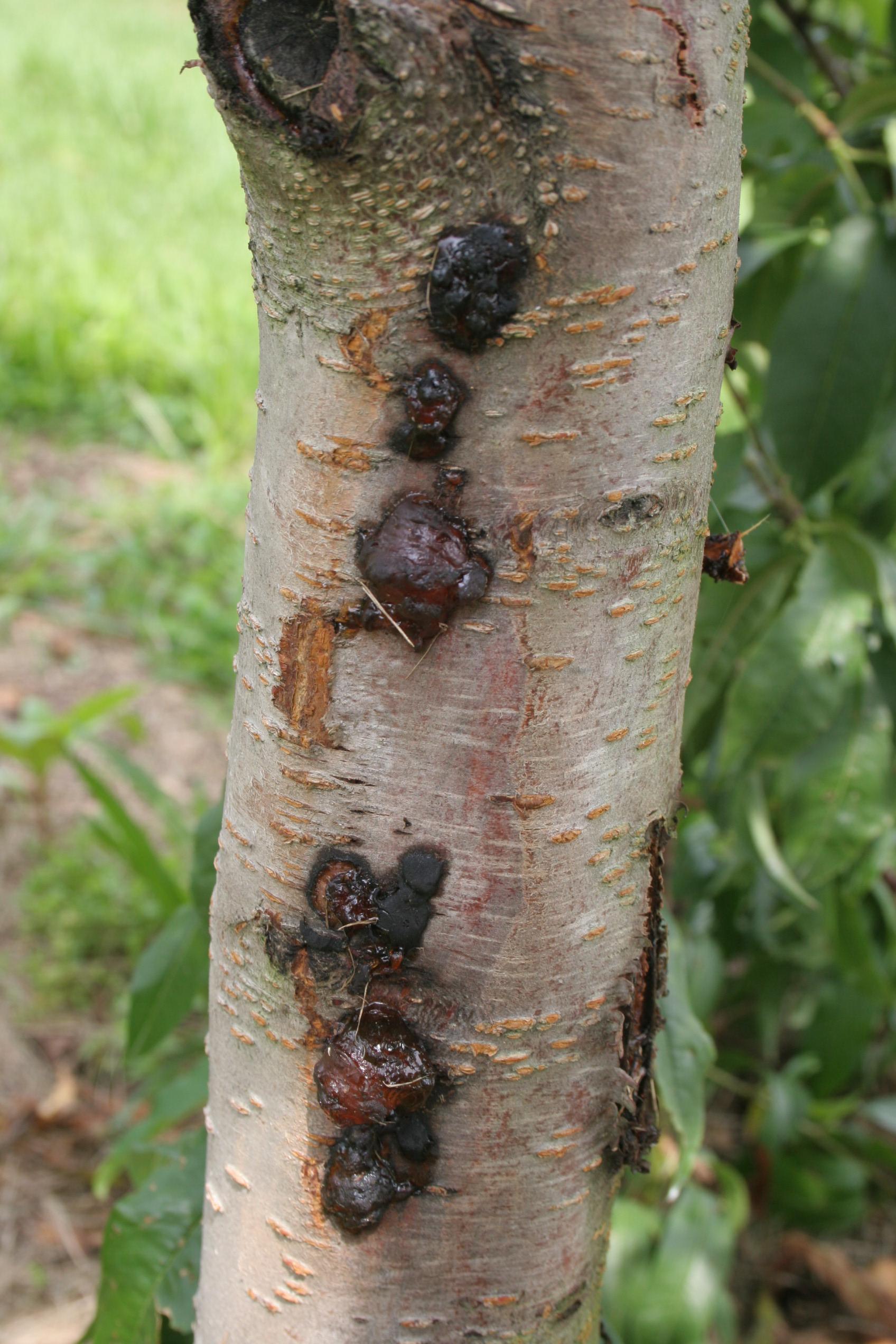 Perennial canker, Cytospora canker, Leucostoma canker, Valsa canker