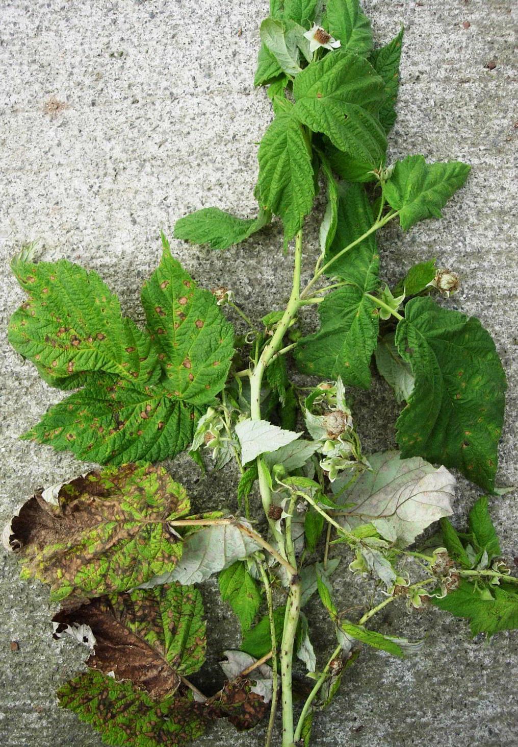 Raspberry leaf spot (Photo: Elizabeth Bush, Virginia Tech, Bugwood.org)