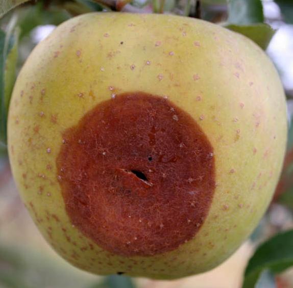 White rot (Strang, UKY)