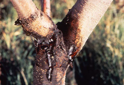 Perennial canker advanced symptoms.  