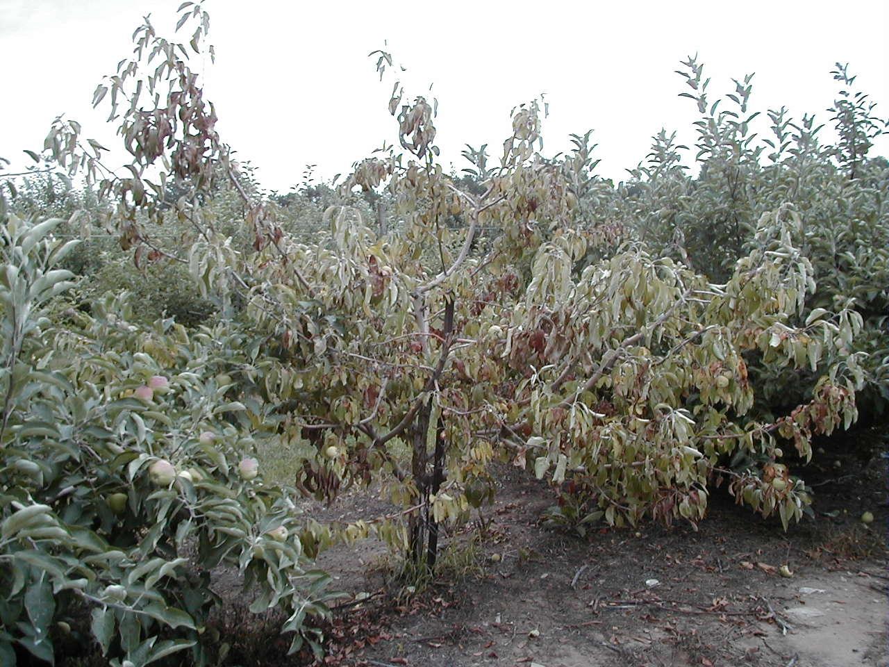 Collar rot symptoms aboveground (Longstroth, MSU)