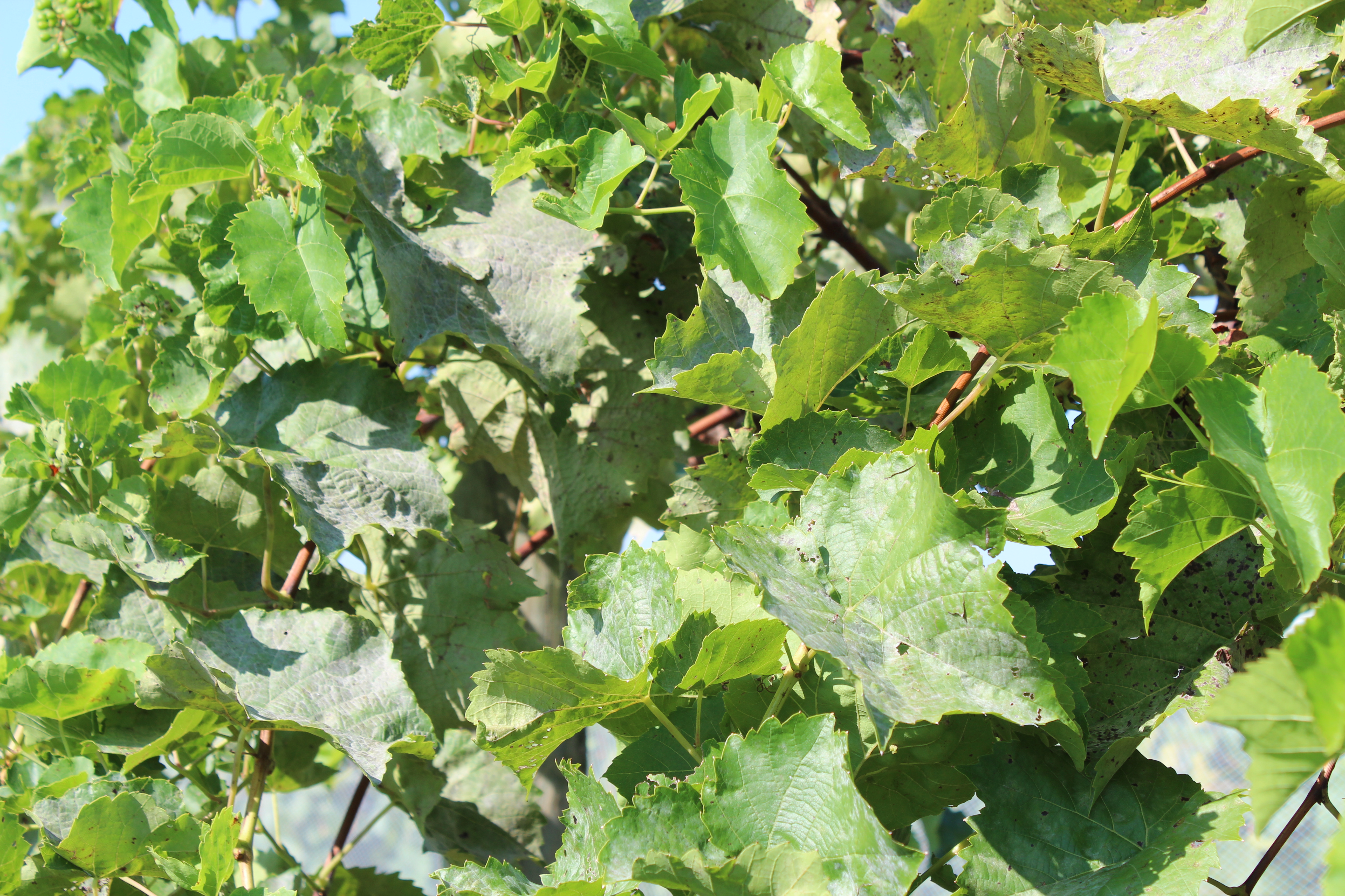 Powdery mildew growth on foliage. 