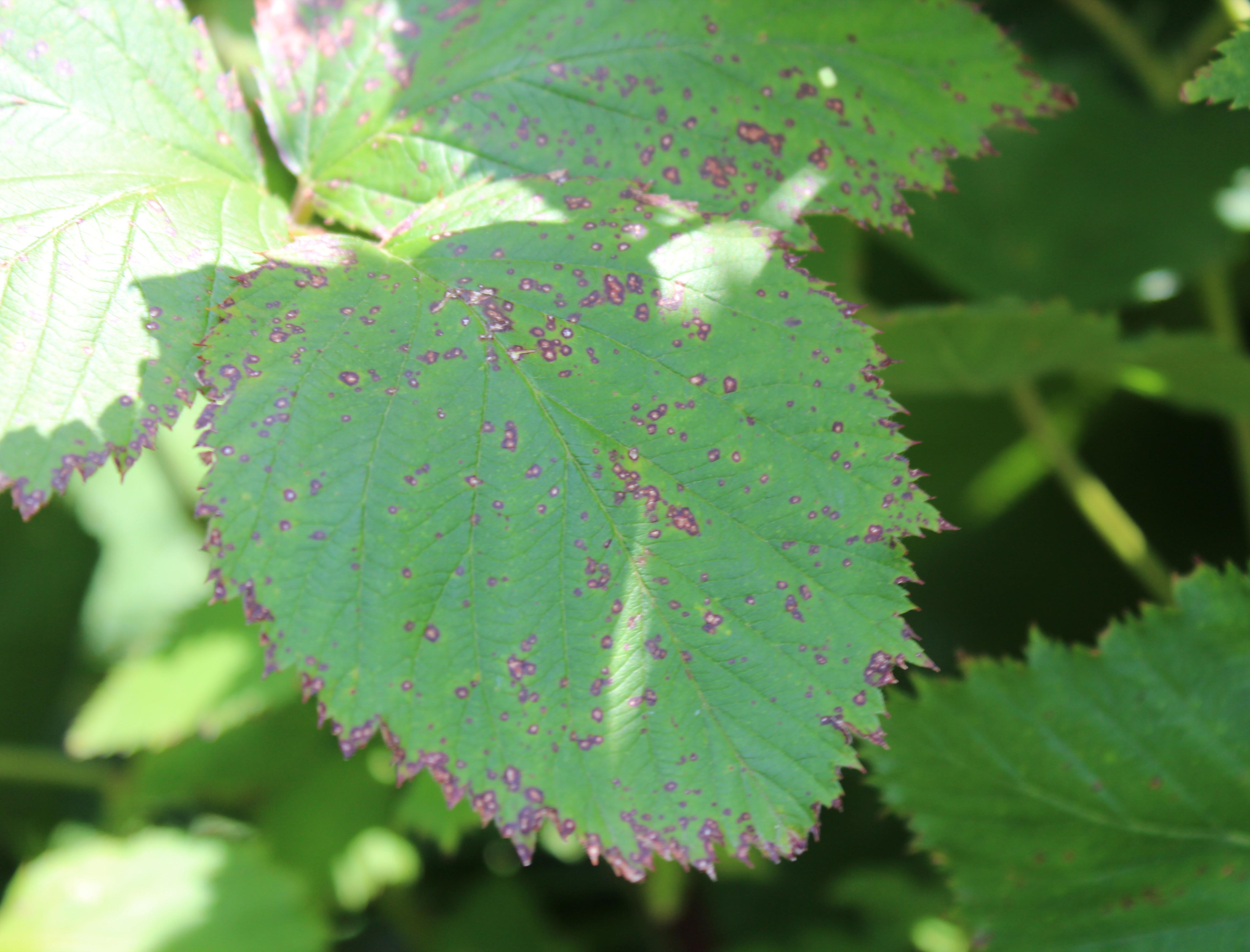 Septoria leaf spot early. 