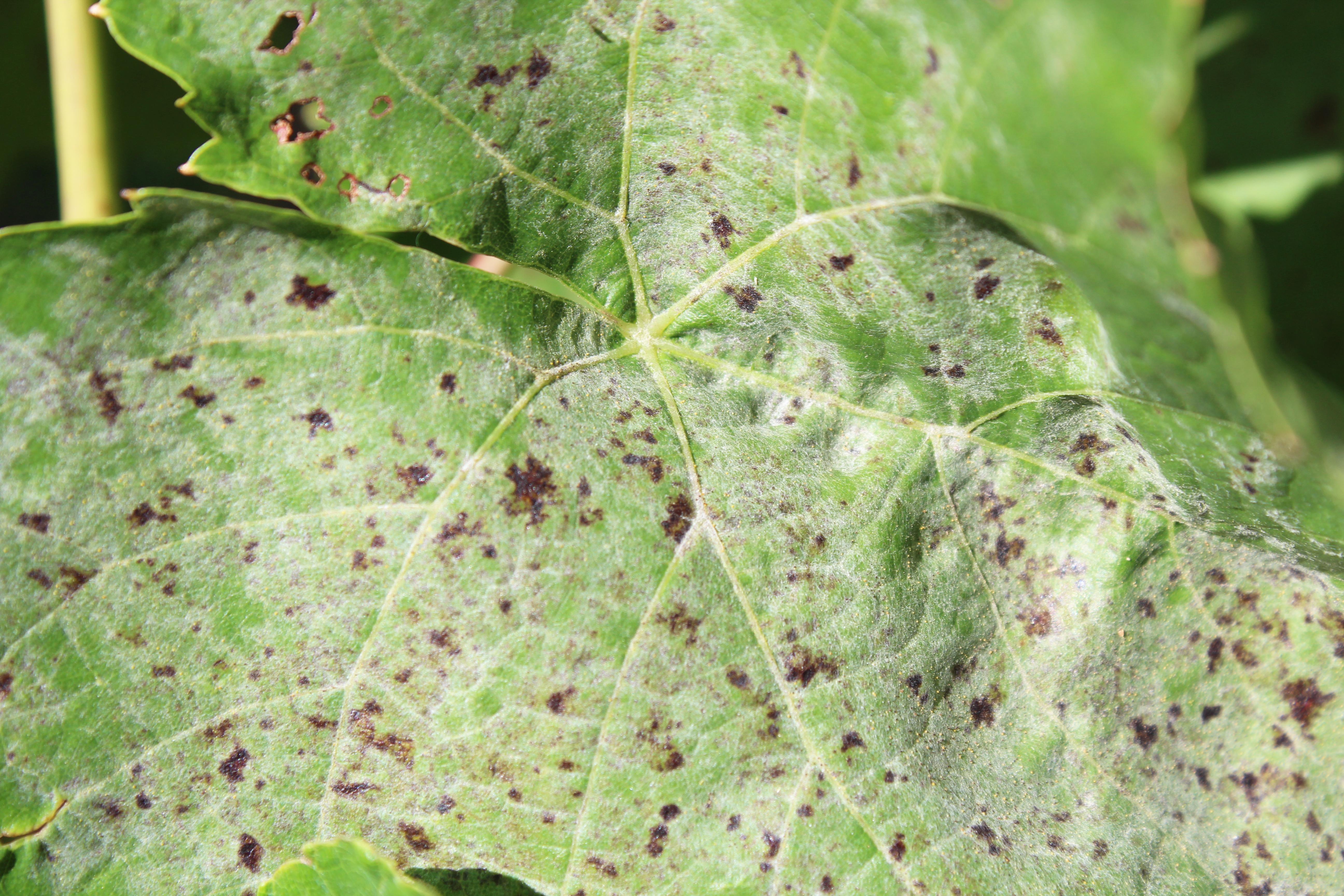 Powdery mildew