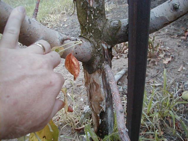 Collar rot trunk canker (Longstroth, MSU)