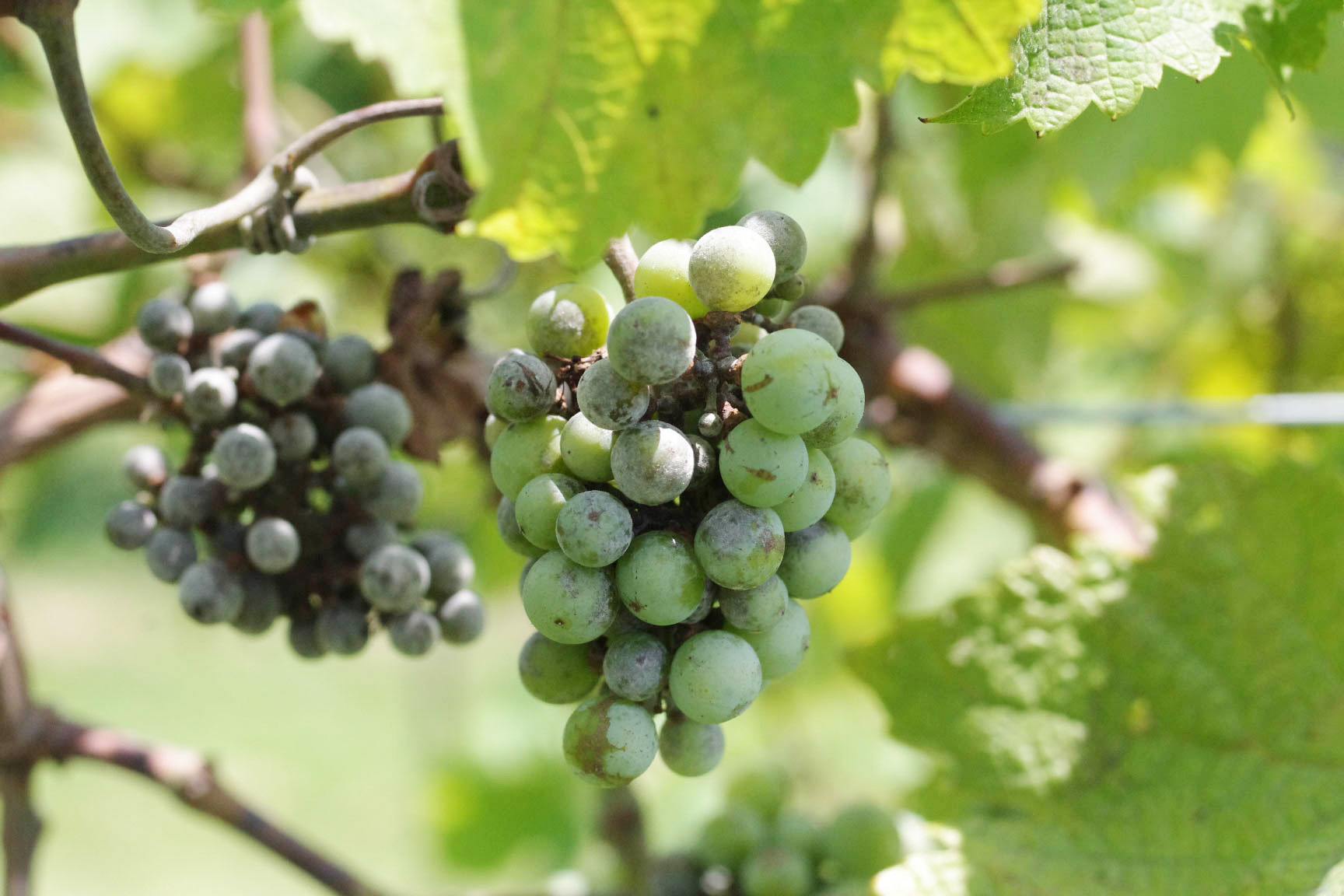 Powdery mildew growth on berries. 