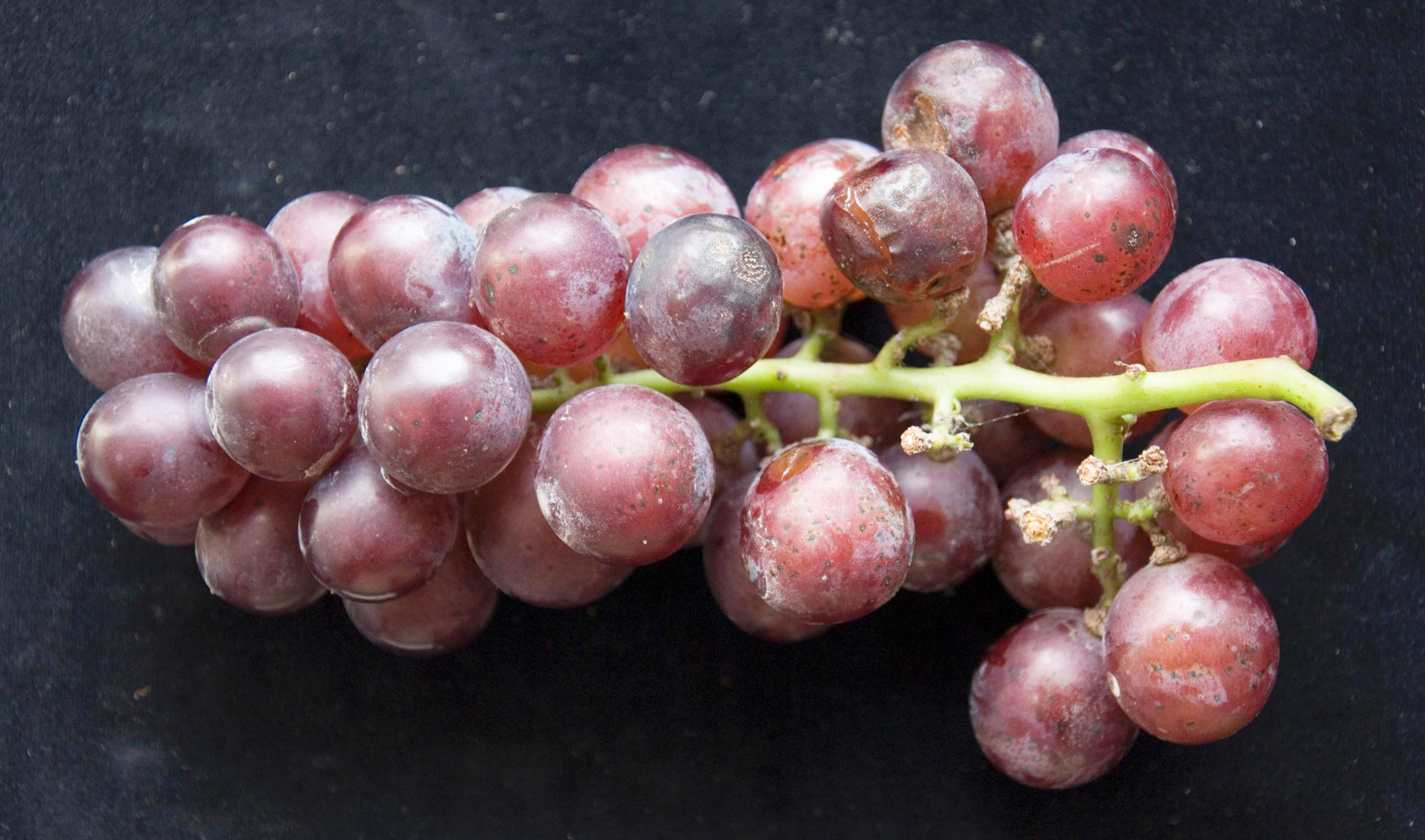 Ripe rot (Photo: Yuan-Min Shen Taichung District Agricultural Research and Extension Station, Bugwood.org)