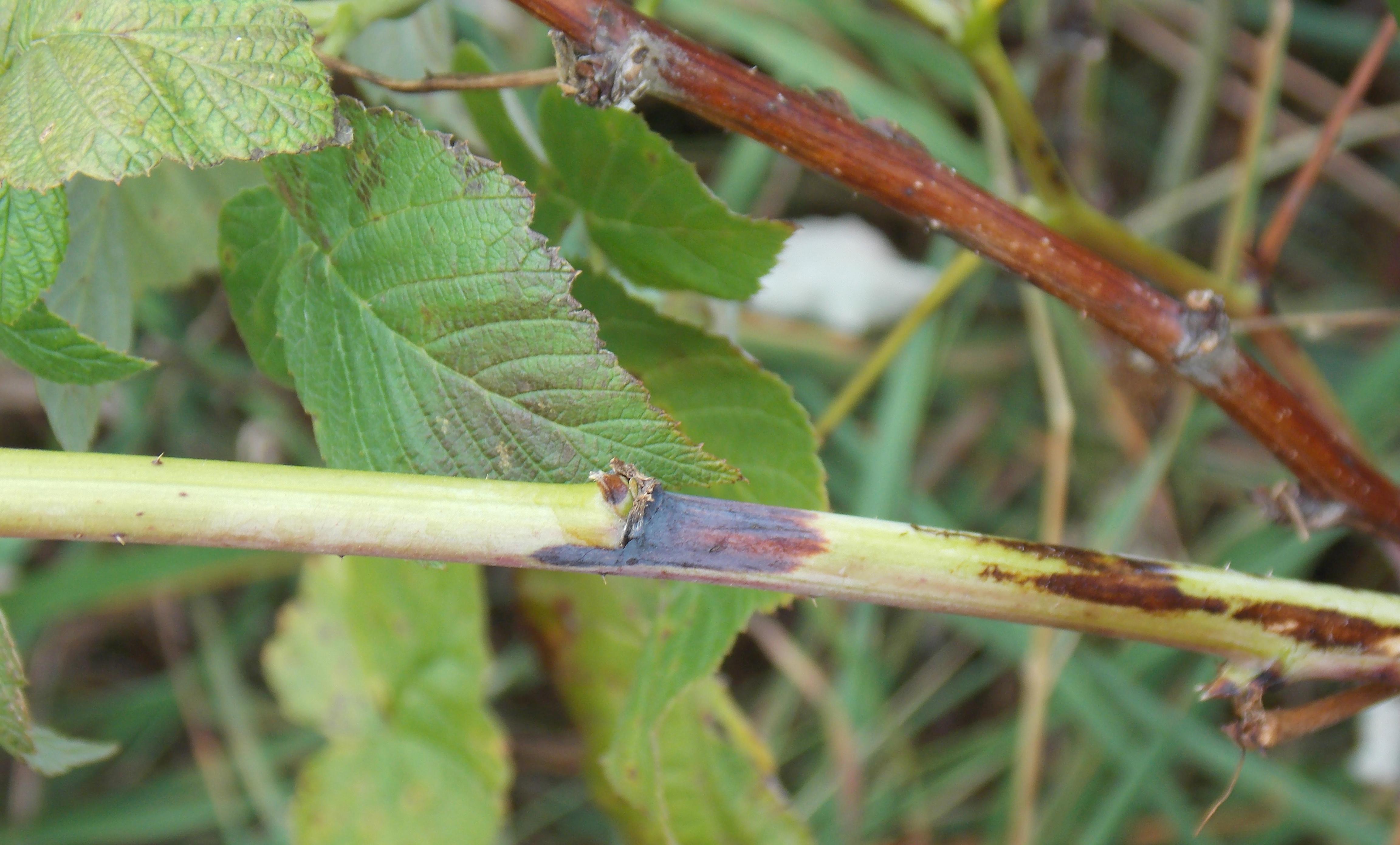 Spur blight (Photo: Thaddeus McCamant, Central Lakes College)