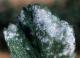 Powdery mildew