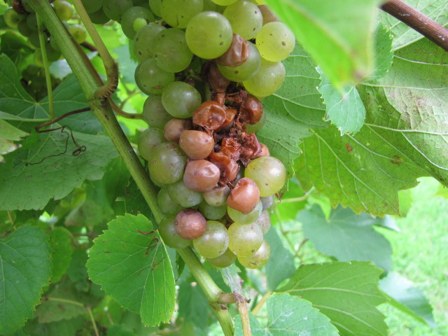 Damaged berries caused by sour rot. 