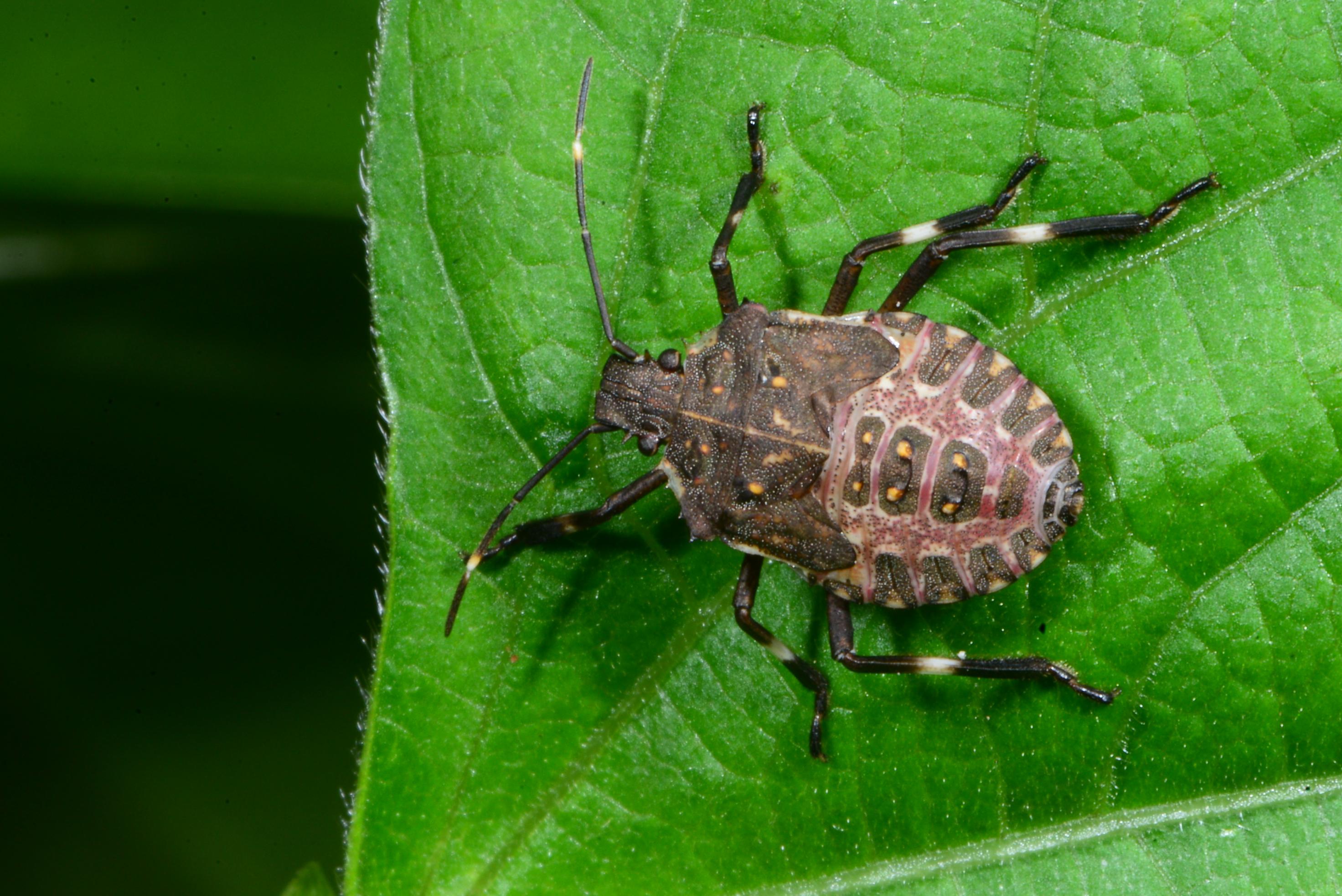 Brown marmorated stink bug