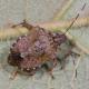 Brown marmorated stinkbug