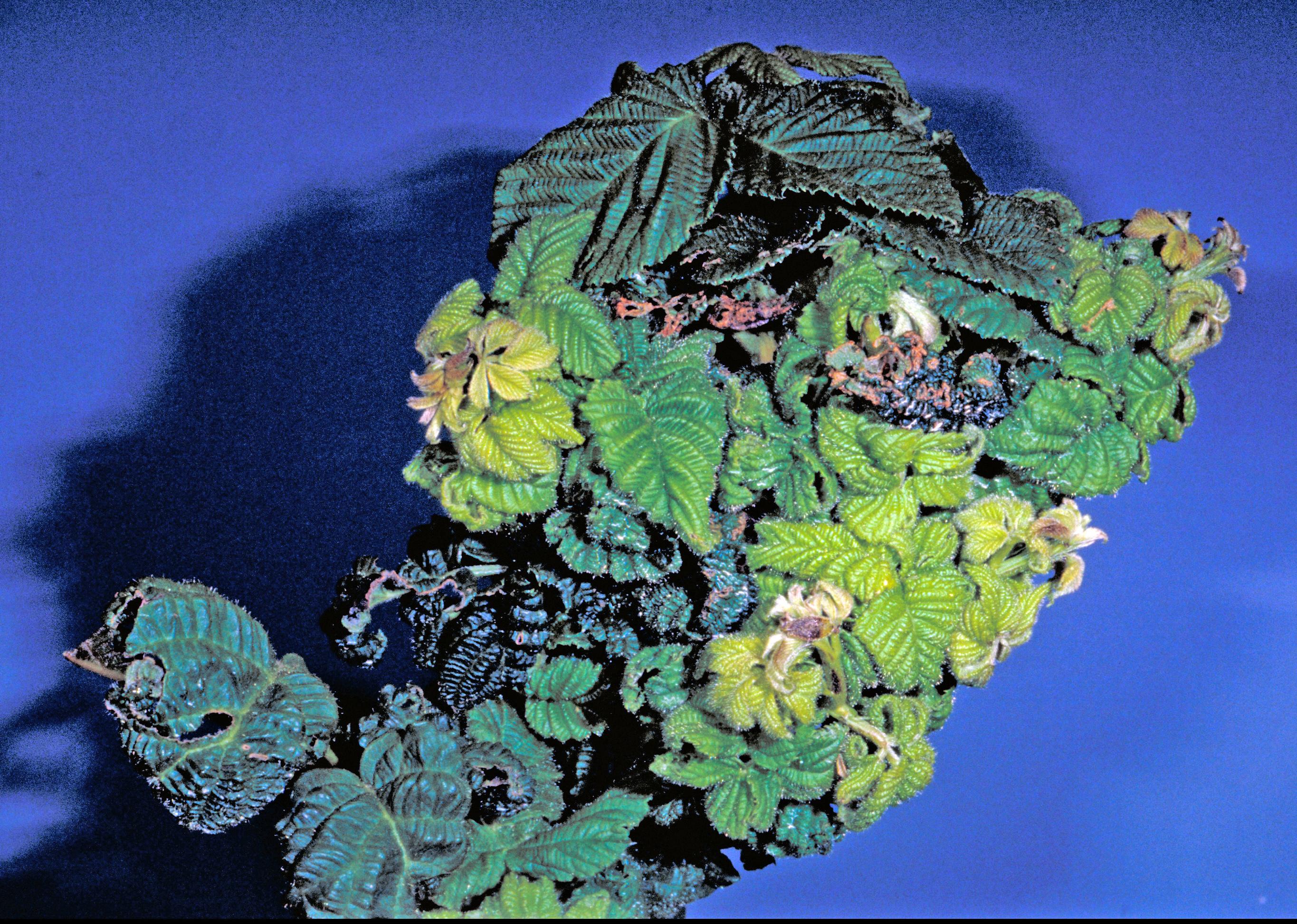 Blackberry psyllid damage to raspberry. 