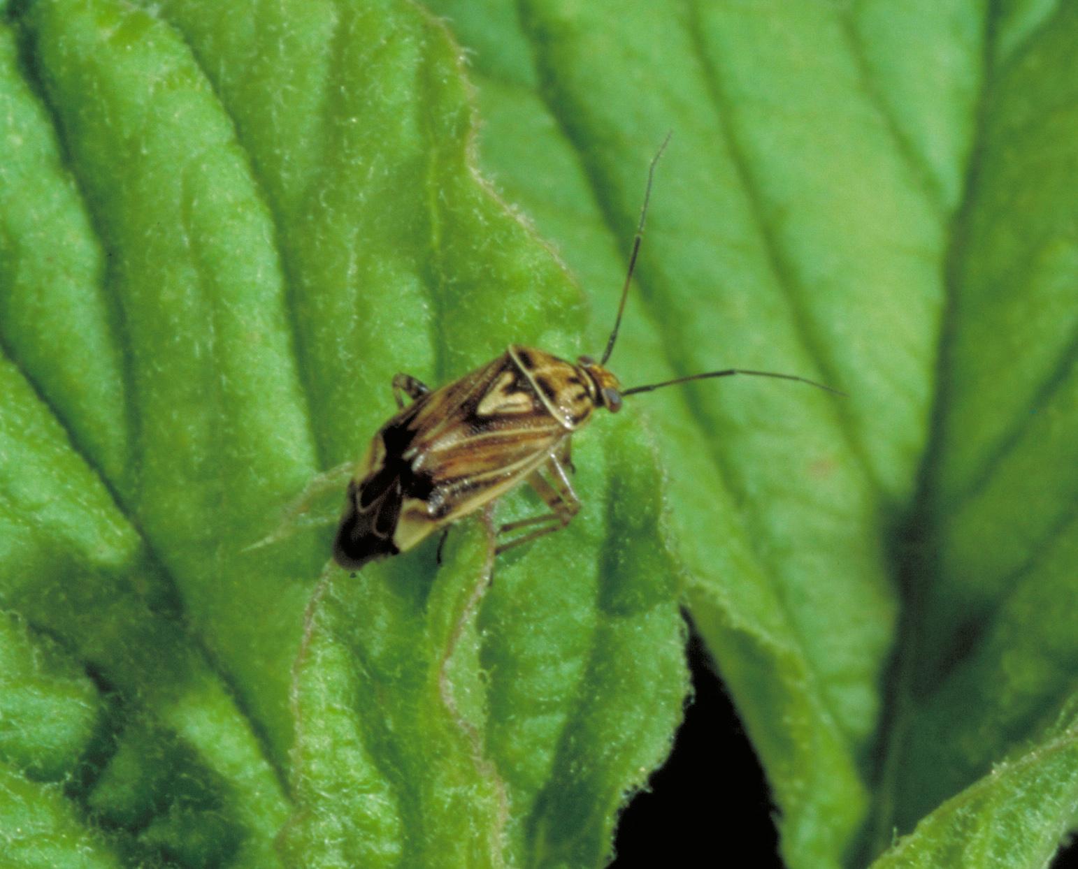 Tarnished plant bug. 