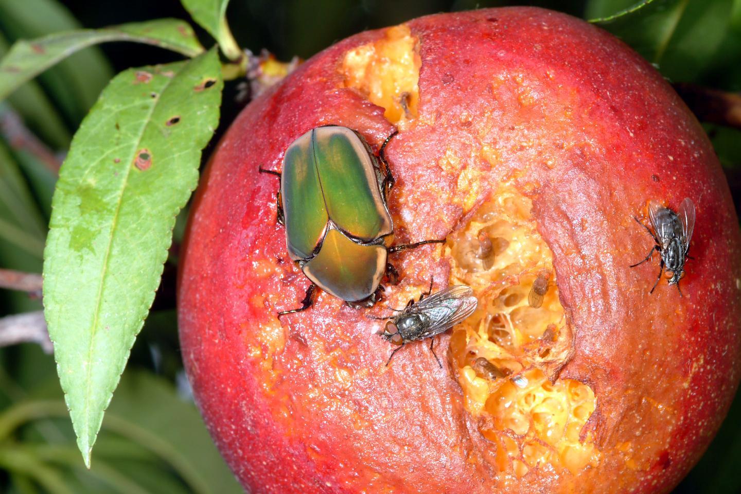 Green June beetle