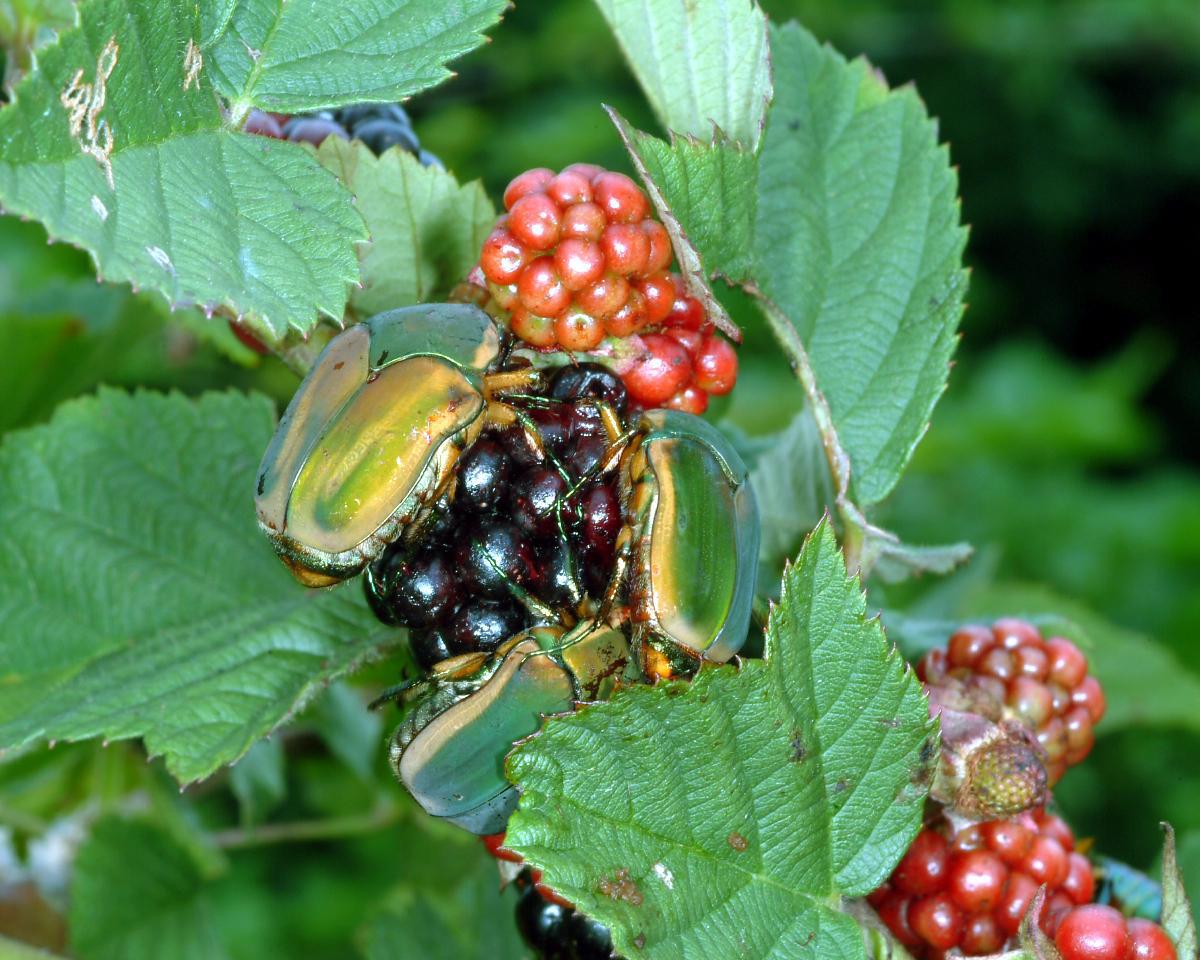 Green June beetle (Photo: Ric Bessin, UKY)