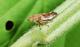 Meadow spittlebug