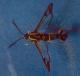 Dogwood borer 