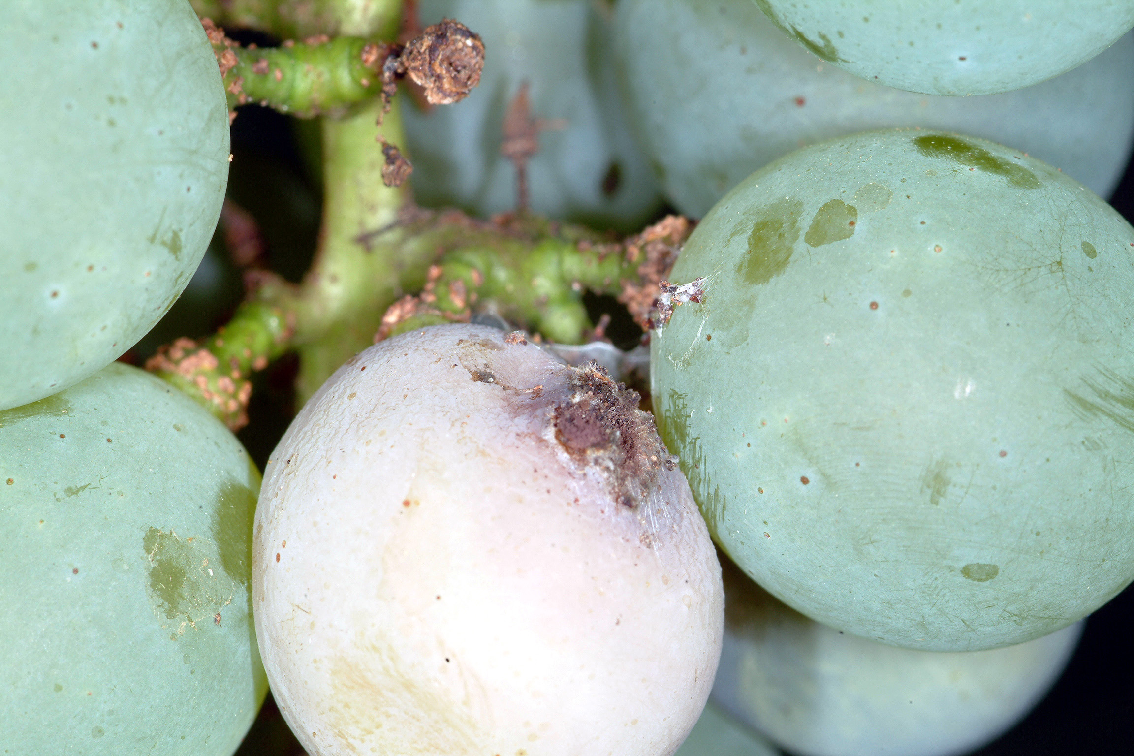 Off-colored berry with webbing deposited by grape berry moth. 