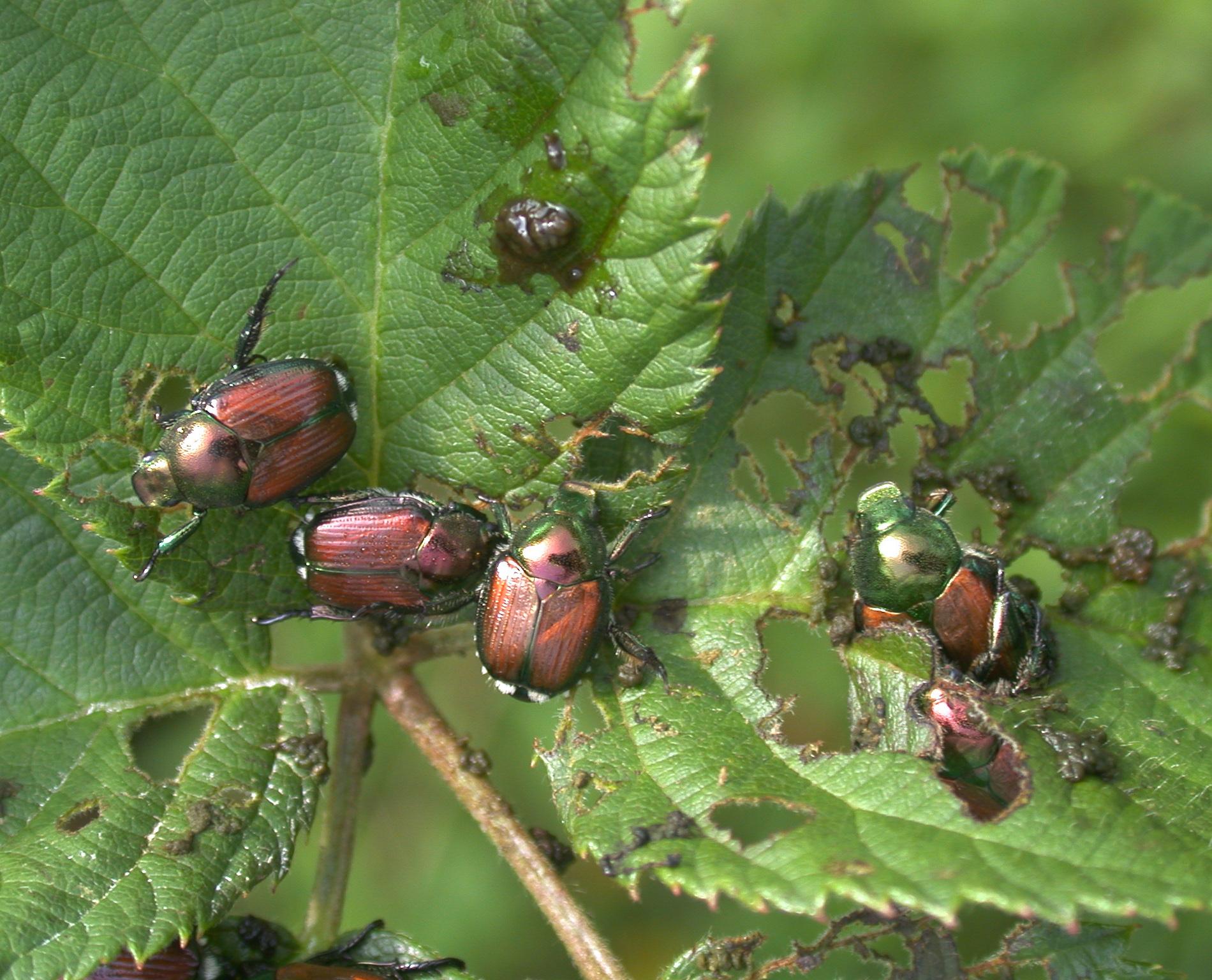 Japanese beetle (Photo: Ric Bessin, UKY)