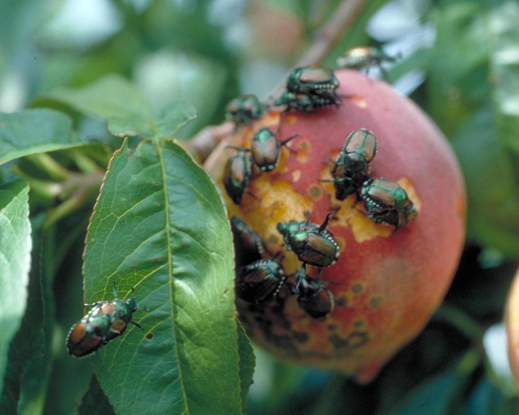 Japanese beetle