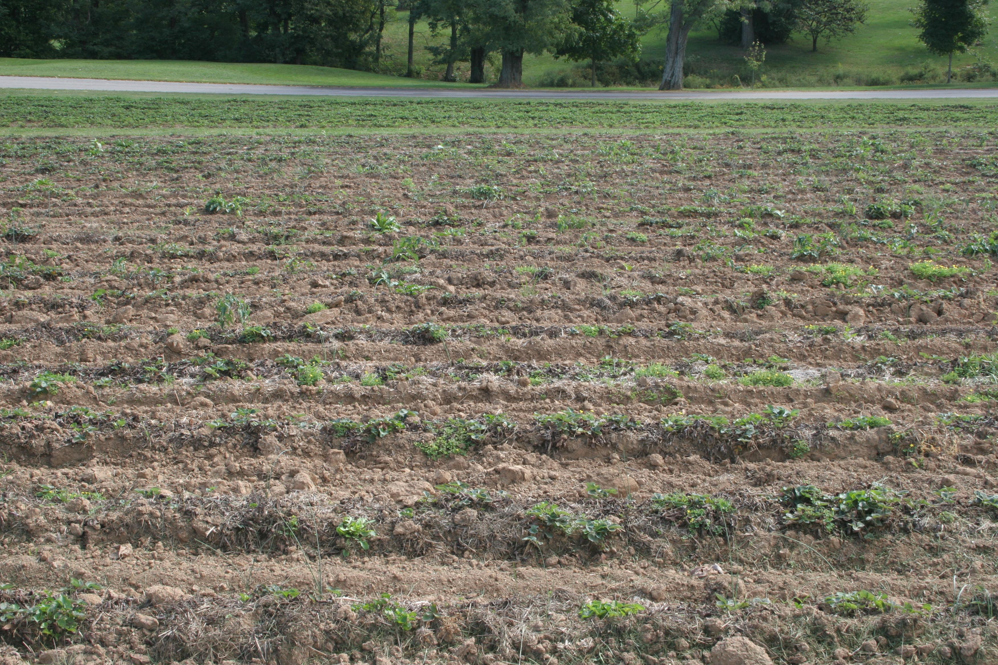 Planting damaged by root weevils (Bessin, UKY)