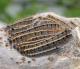 Eastern tent caterpillar