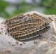 Eastern tent caterpillar