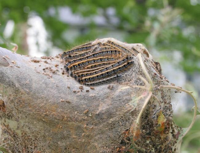 Eastern tent caterpillar (Strang, UKY)