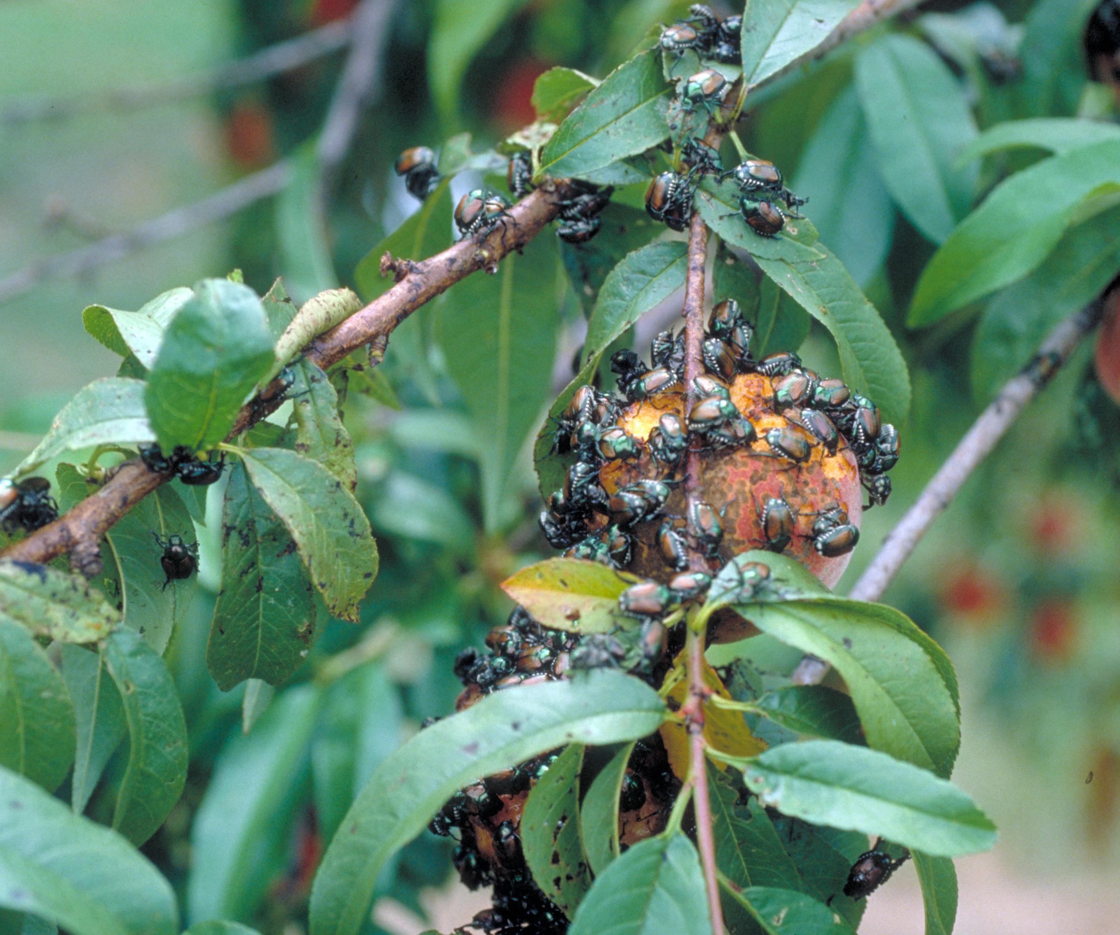 Large numbers of Japanese beetles. 