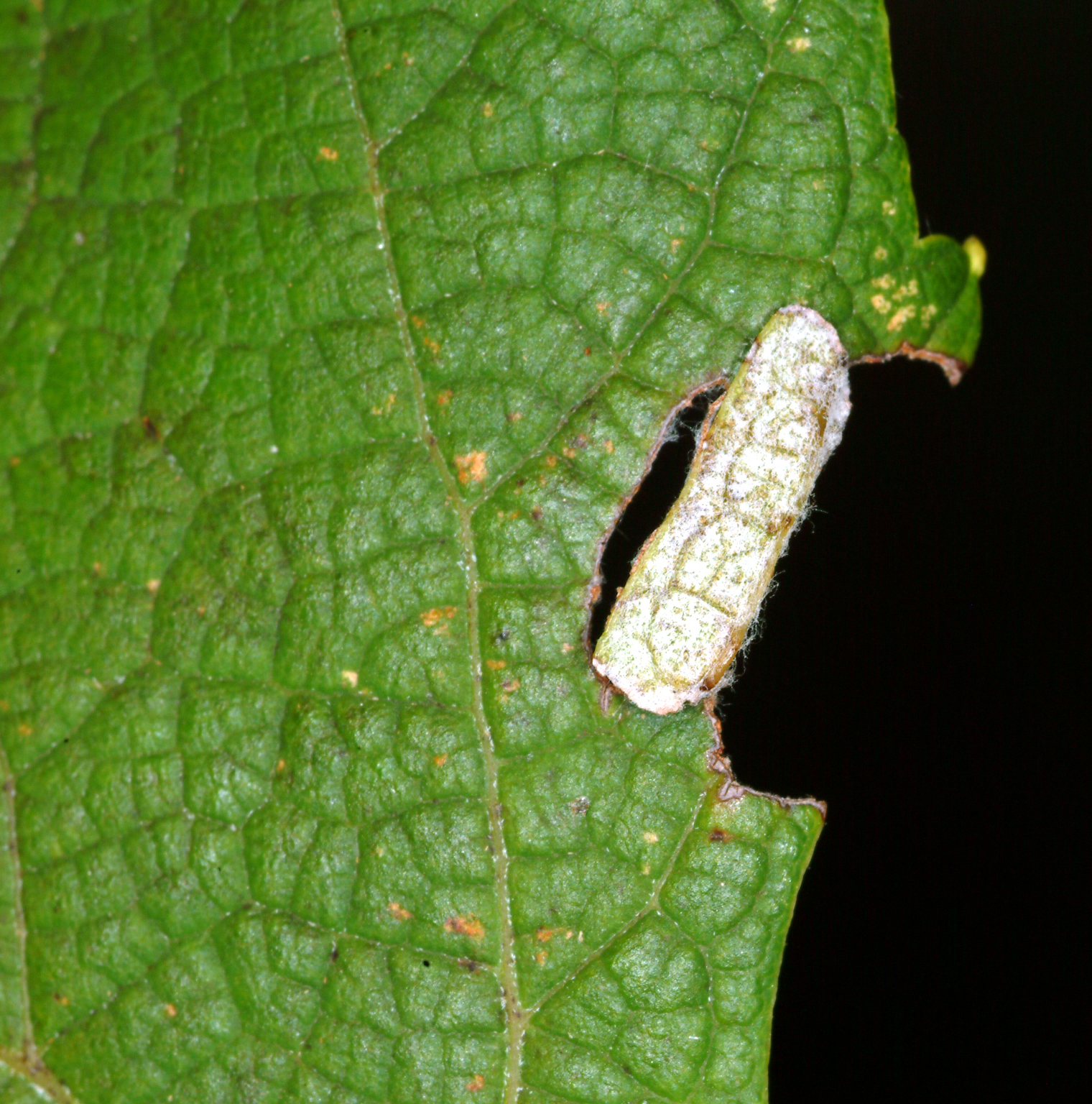 Grape berry moth pupa covered by a folded leaf flap. 