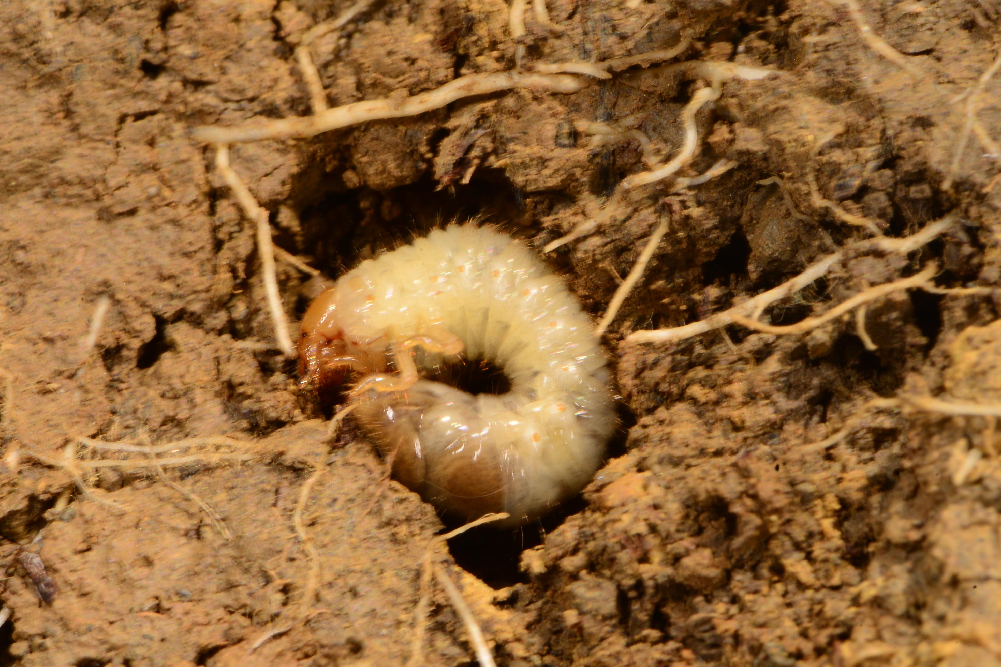 Japanese beetle grub. 