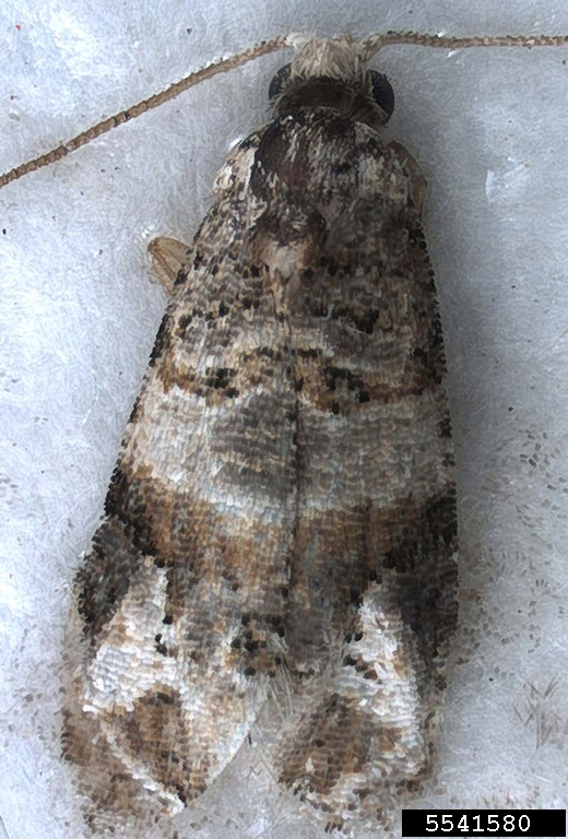 Grape berry moth adult. 
