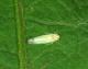 Eastern grape leafhopper