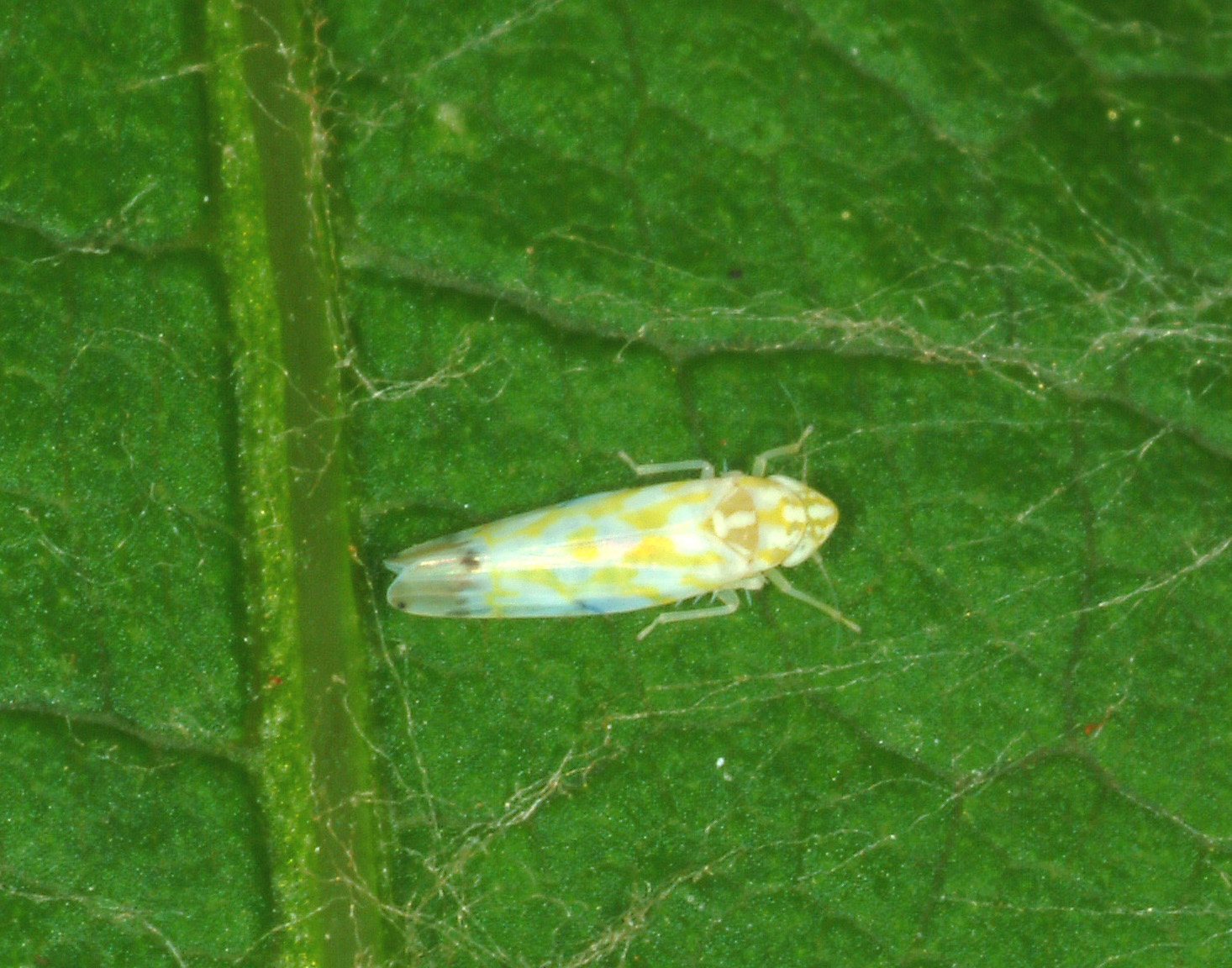 Eastern grape leafhopper. 