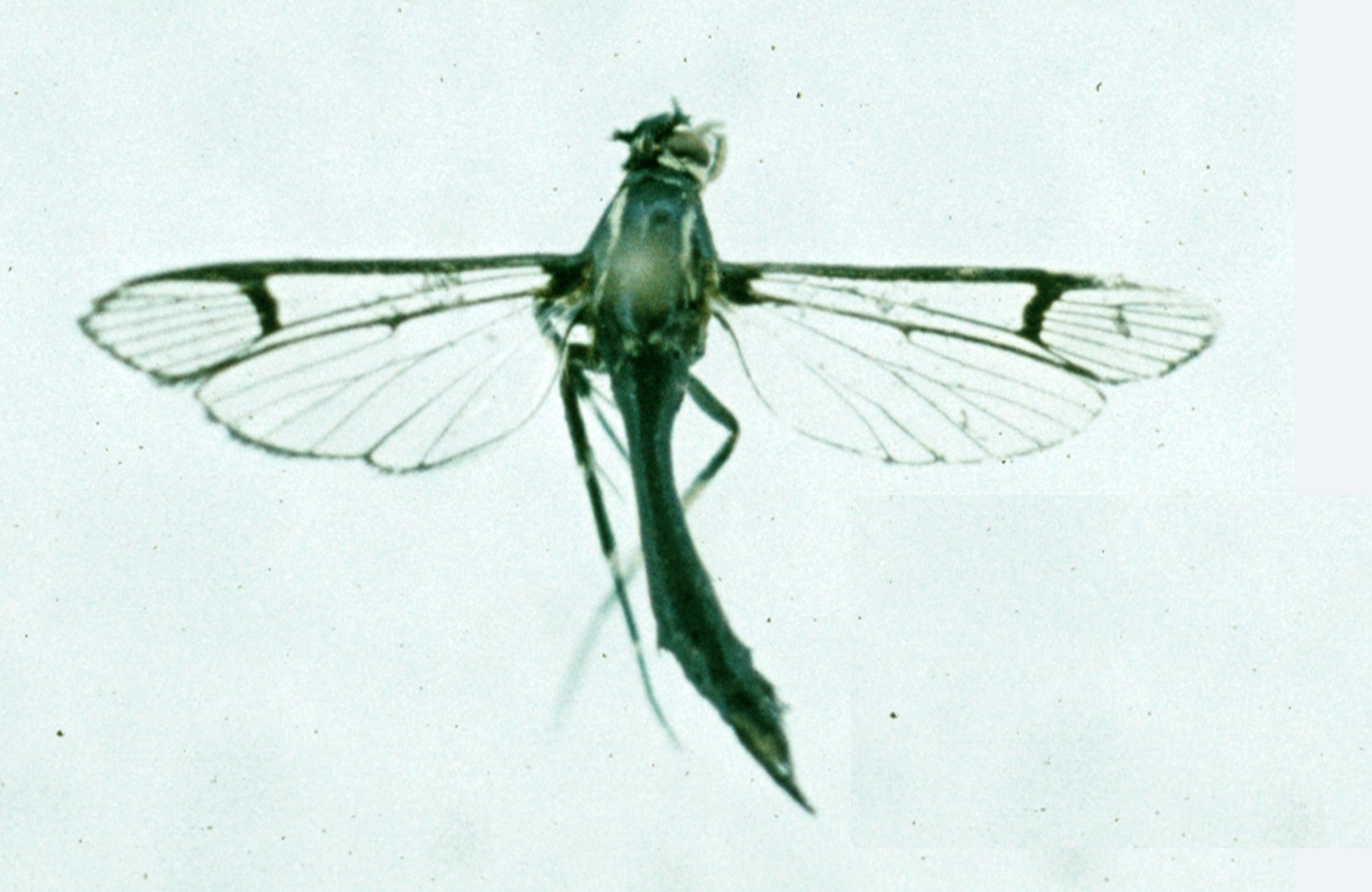 Lesser peachtree borer