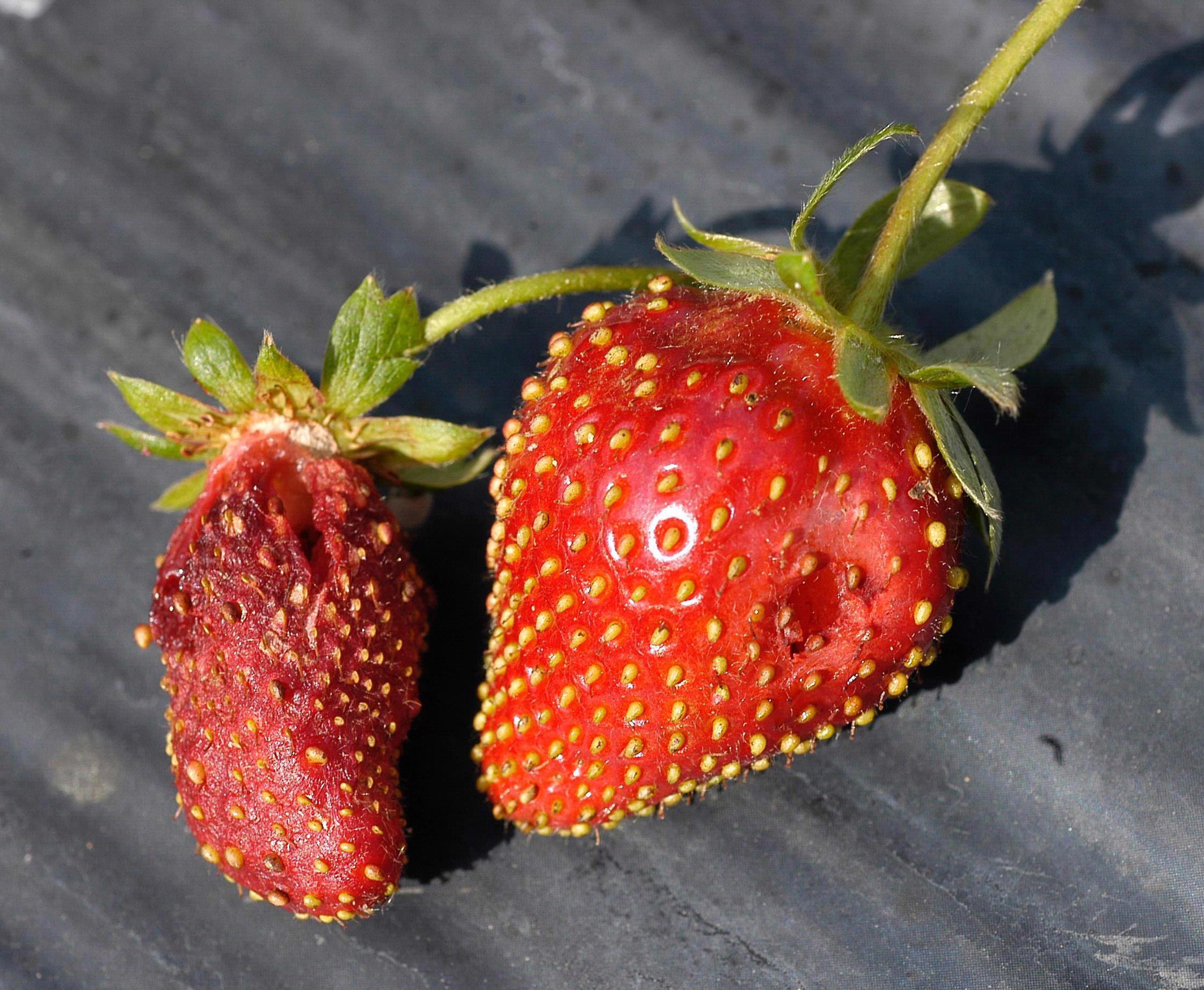 Sap beetle damage to strawberry (Hummel, Louisiana State University AgCenter, Bugwood.org)