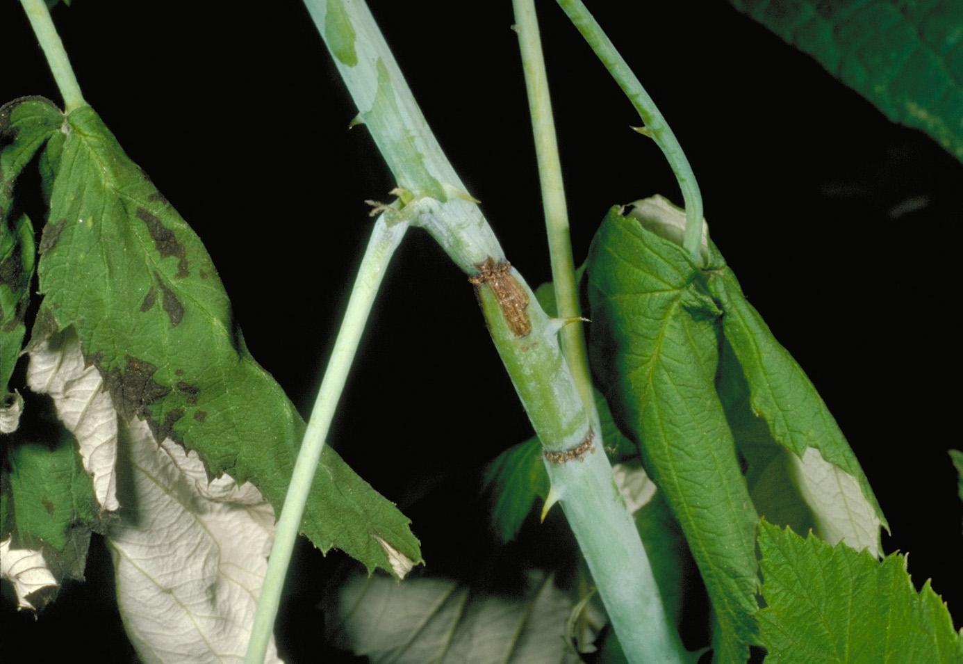 Raspberry cane borer (Photo: Ric Bessin, UKY)