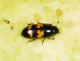 Sap beetle