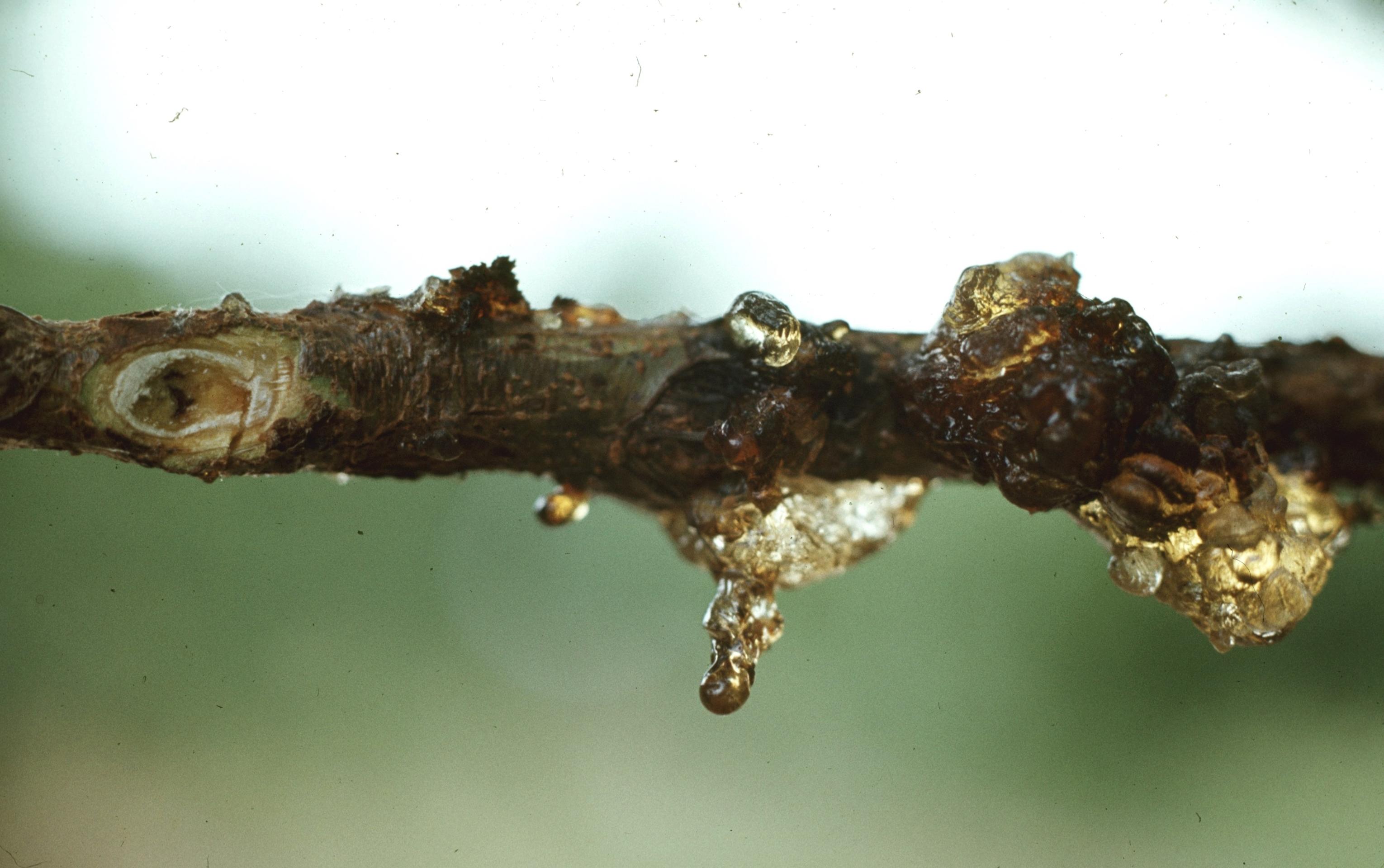 Gummosis associated with lesser peachtree borer damage. 