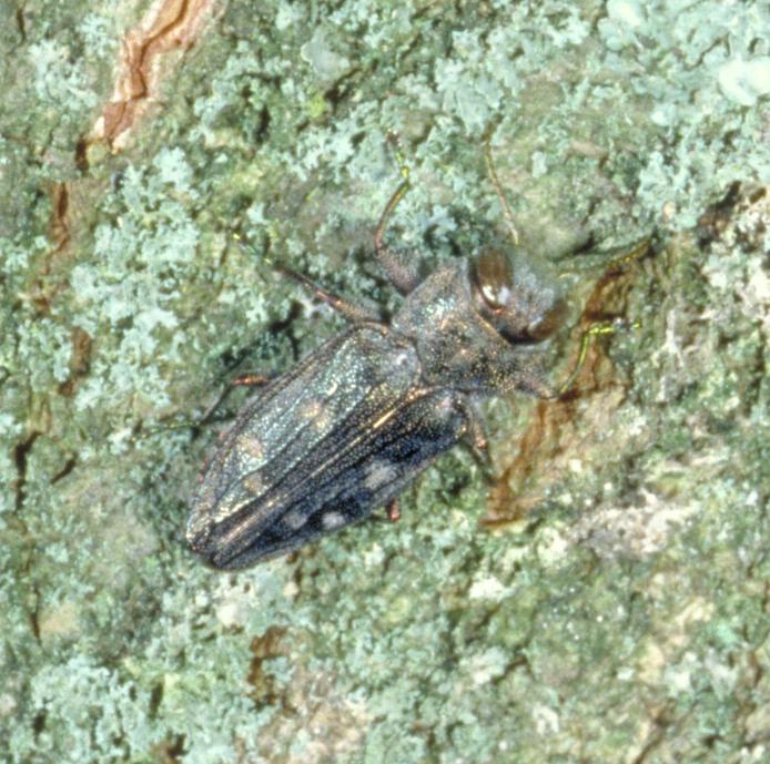 Flatheaded appletree borer adult (Bessin, UKY)