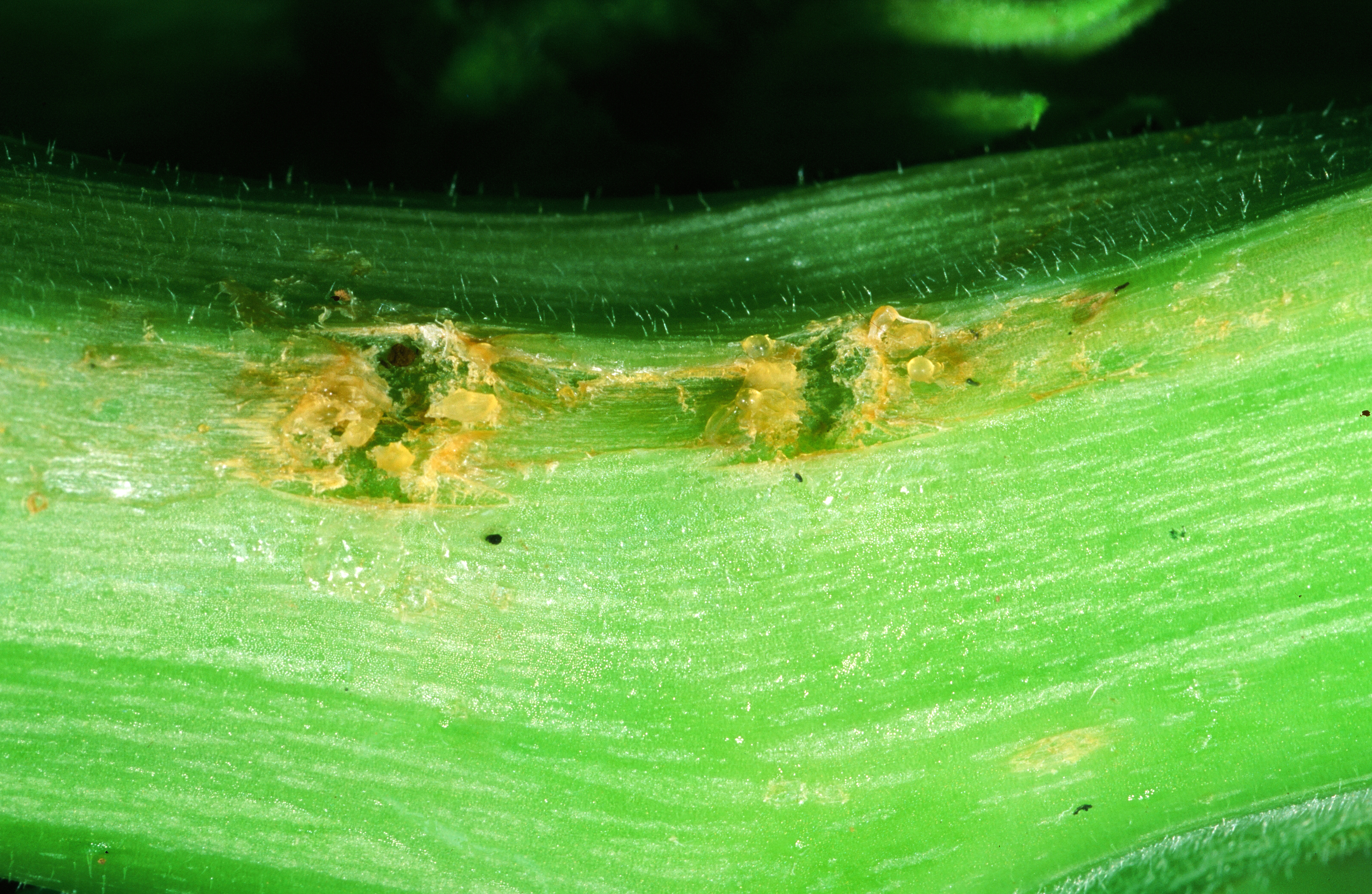 Grape gallmaker eggs are laid in small holes above node. 