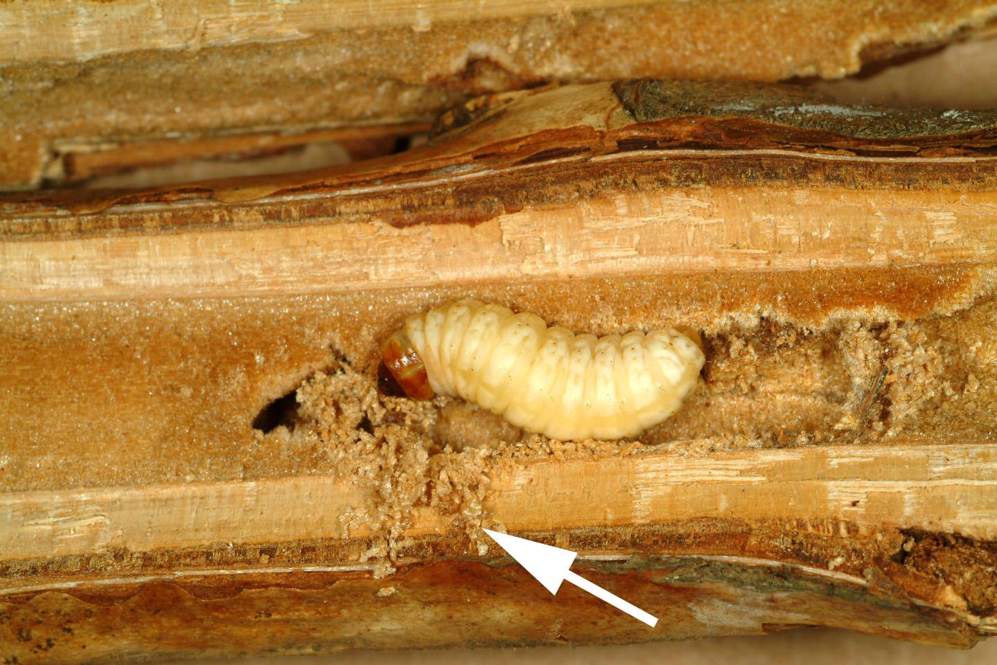 Raspberry crown borer (Photo: Ric Bessin, UKY)