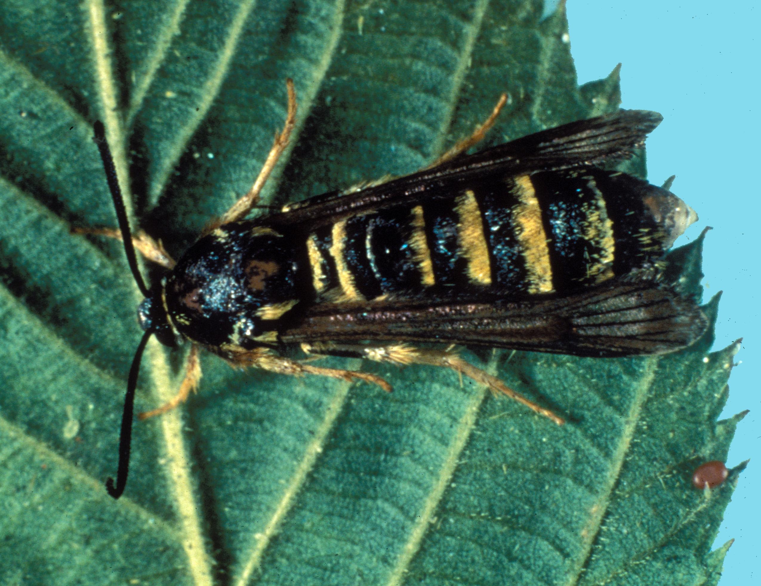 Adult raspberry crown borer. 