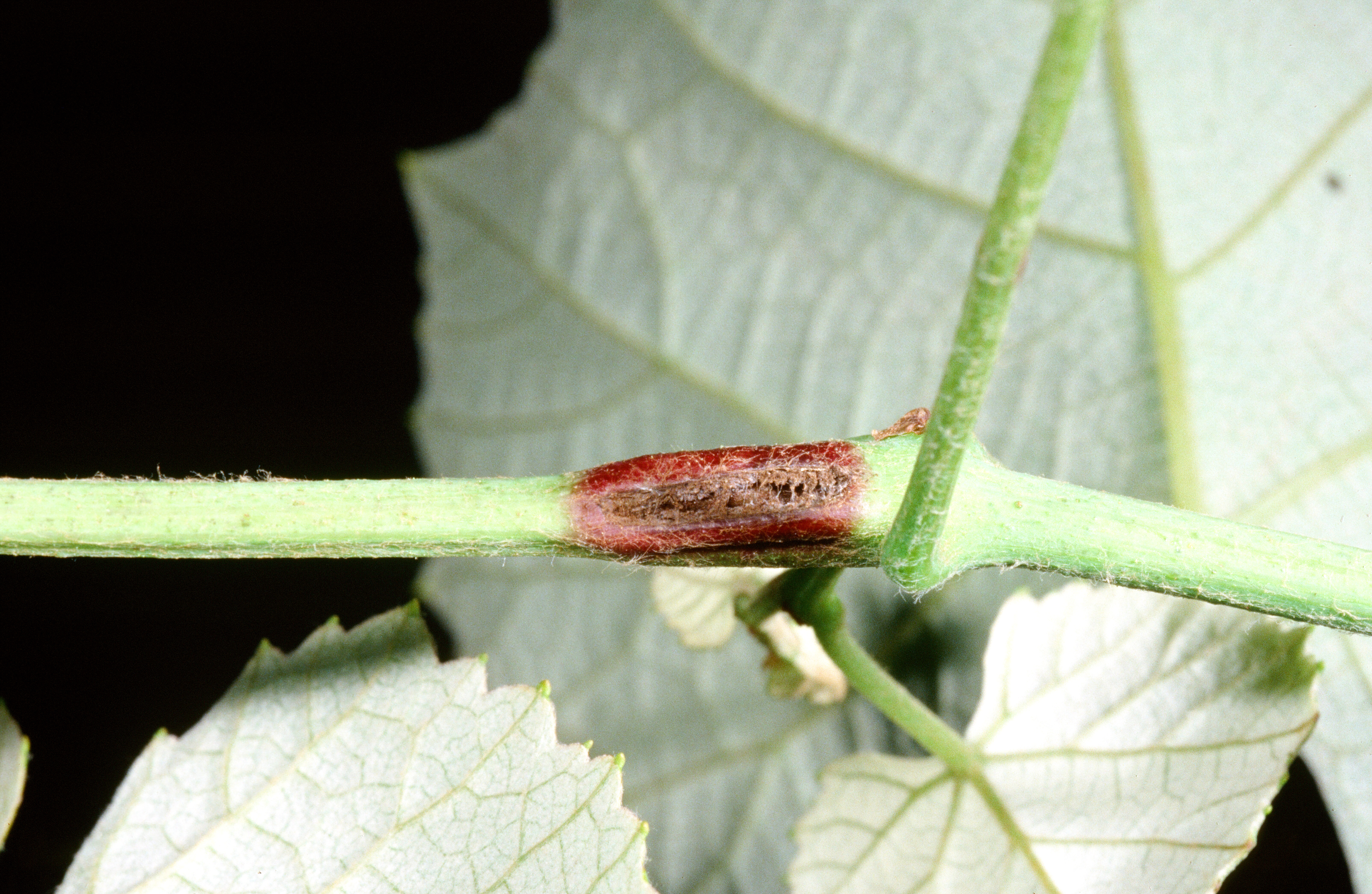 Grape gallmaker egg holes result in gall formation. 