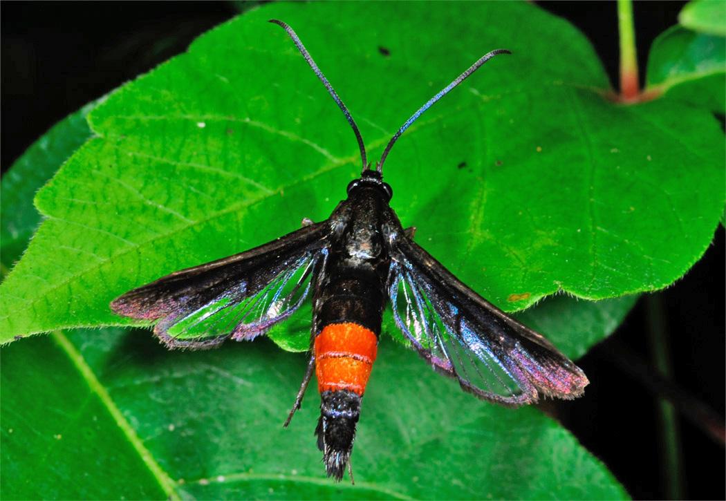 Peachtree borer adult female. 