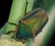 Green June beetle