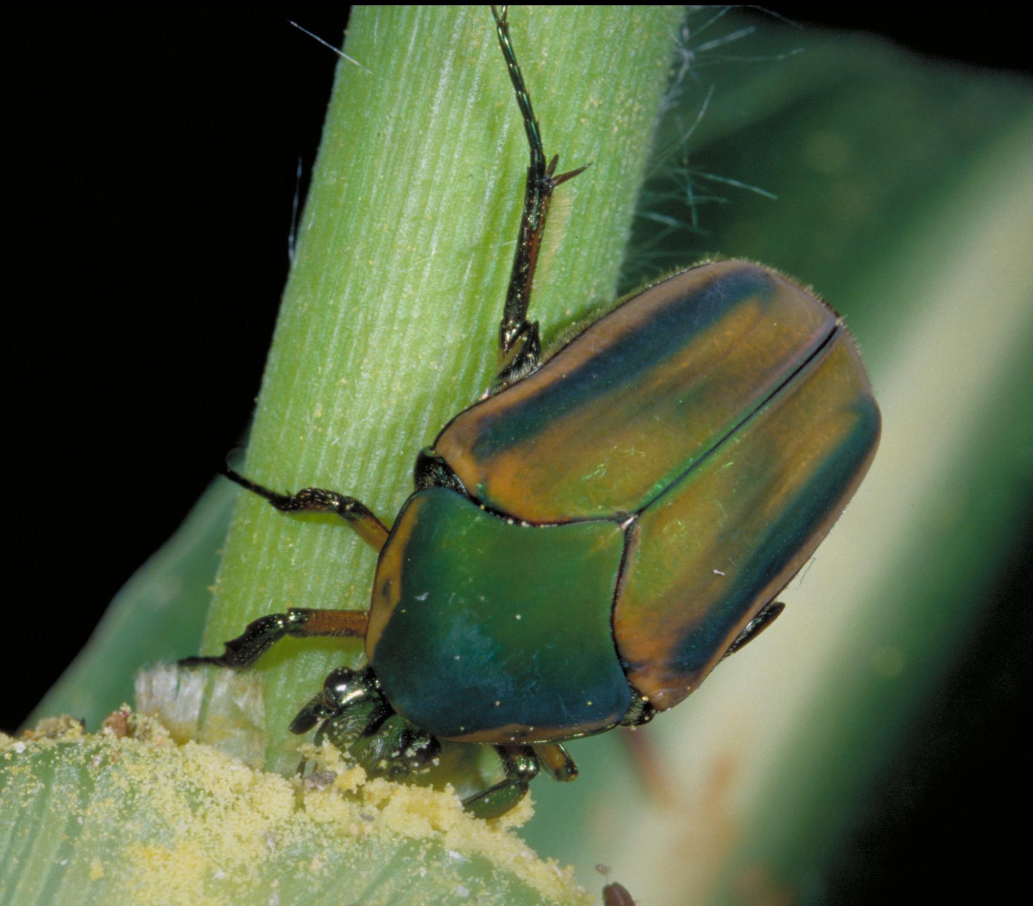 Green June beetle adult (Bessin, UKY)