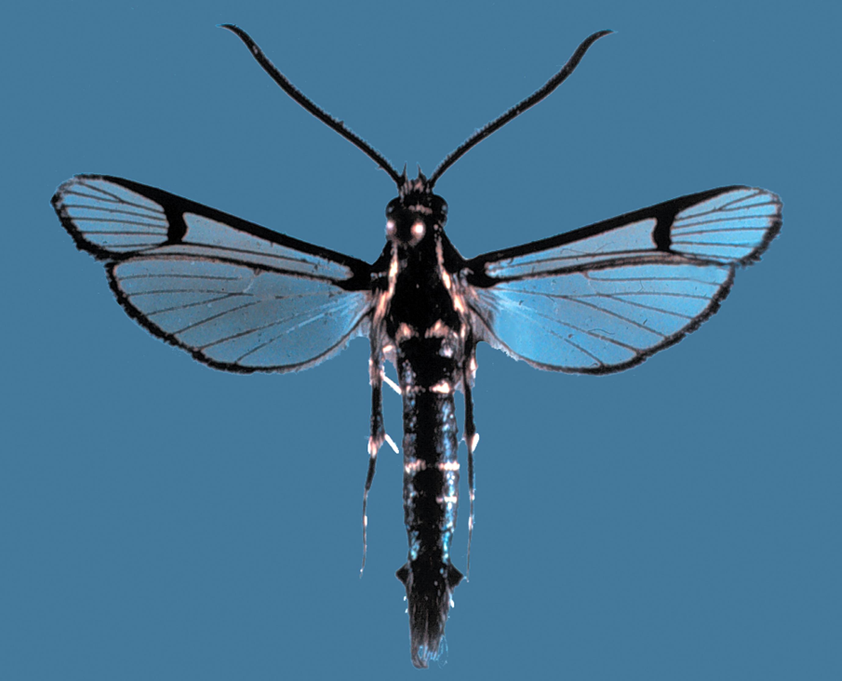 Peachtree borer adult male. 