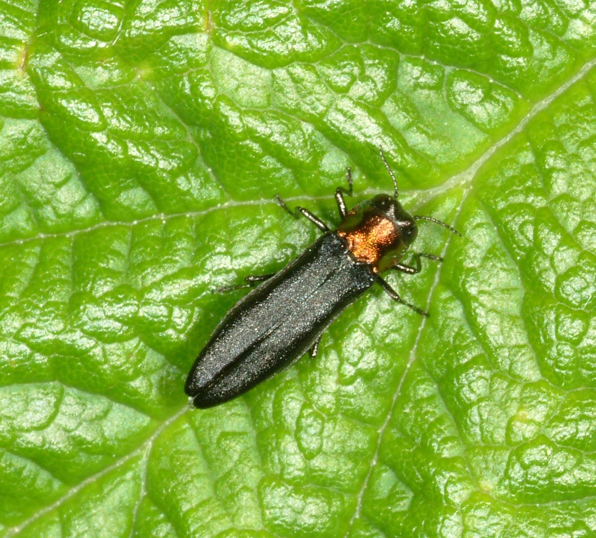 Rednecked cane borer (Photo: Ric Bessin, UKY)